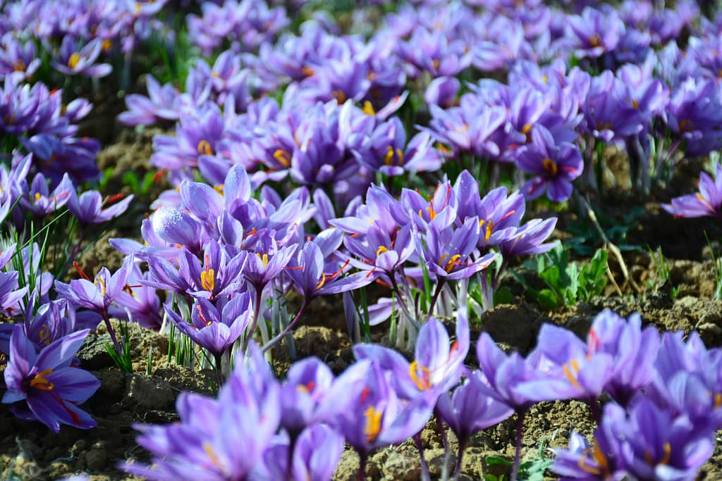 mohammad amiri NCbmknb0TA unsplash