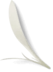 pétale de fleur
