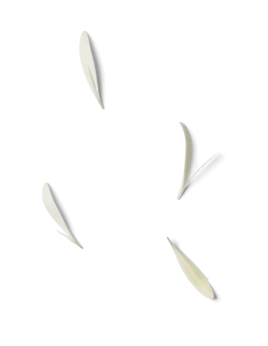 pétales de fleur