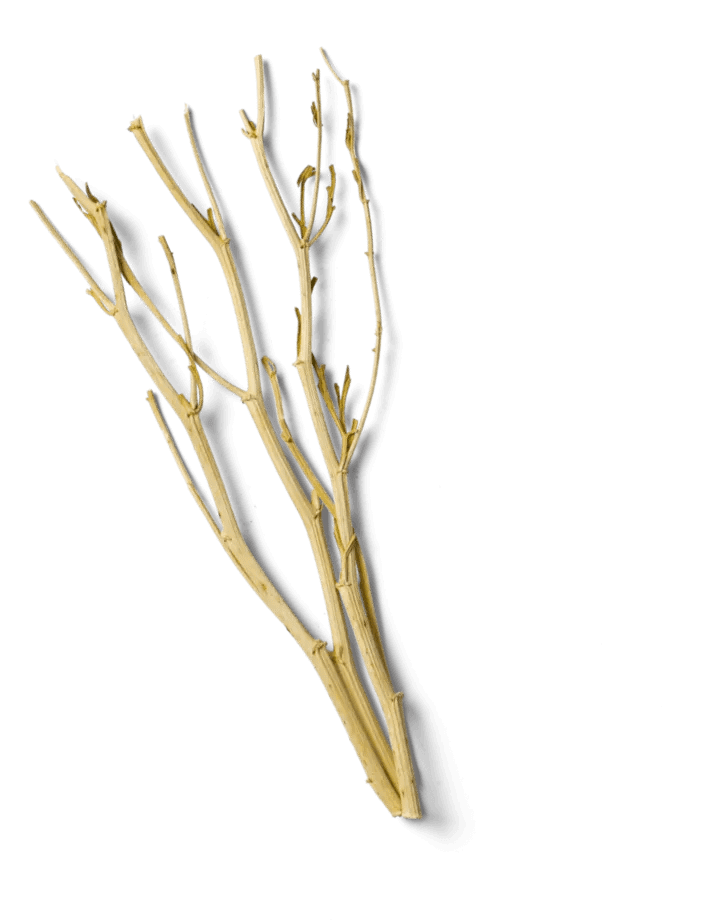 branch