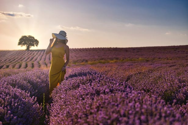 Touristique asiatique dans un champ de lavande en région Provence Alpe Côte d'Azur