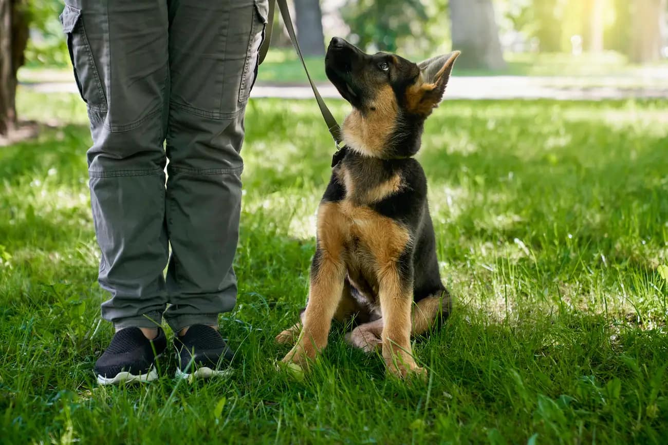 berger allemand à côté de son maître dans un parc pour une session d'éducation positive