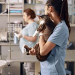 femme auxiliaire vétérinaire transporte un chat pour le mettre sur la table avec la vétérinaire qui attend