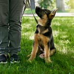 berger allemand à côté de son maître dans un parc pour une session d'éducation positive