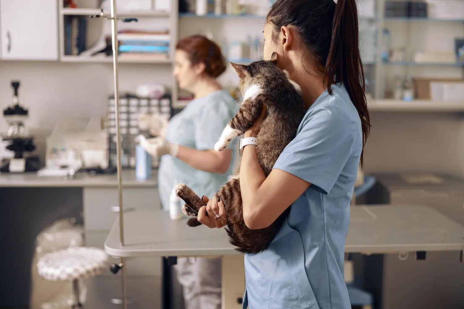femme auxiliaire vétérinaire transporte un chat pour le mettre sur la table avec la vétérinaire qui attend