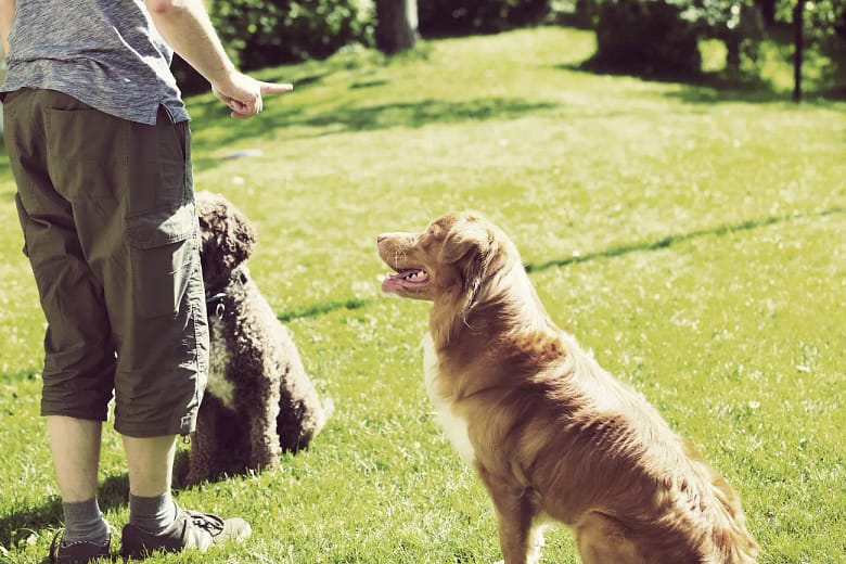 top metier avec les animaux educateur canin je me forme