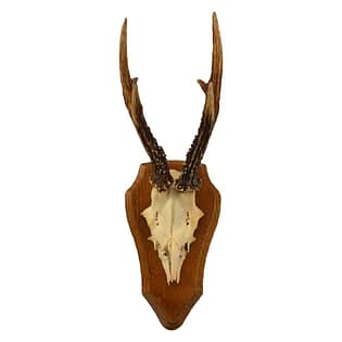 ECUSSON BOIS POUR Trophee Cerf Antilope Taxidermie Chasse EUR 4,00