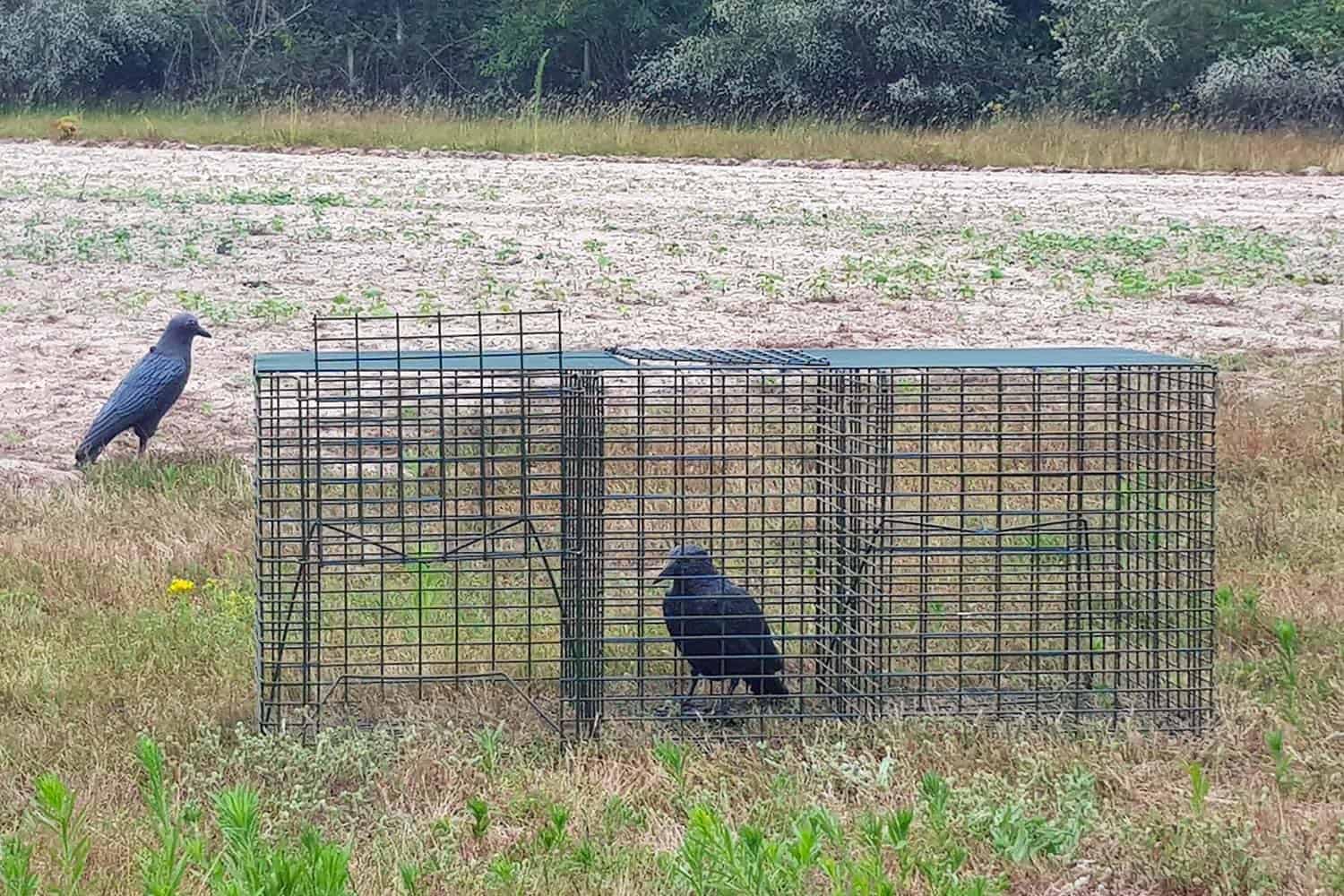 cage-a-corbeaux Cage à Corbeaux – Image 1