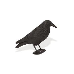 appelant-corbeau Appelant corbeau – Image 1