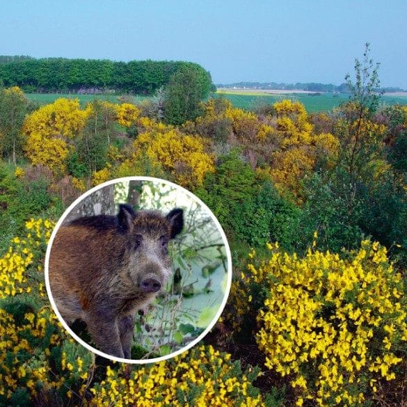 Couvert Sanglier acide Vilmorin MÉLANGE SANGLIER Sol acide - boîte métal de 1kg – Image 1
