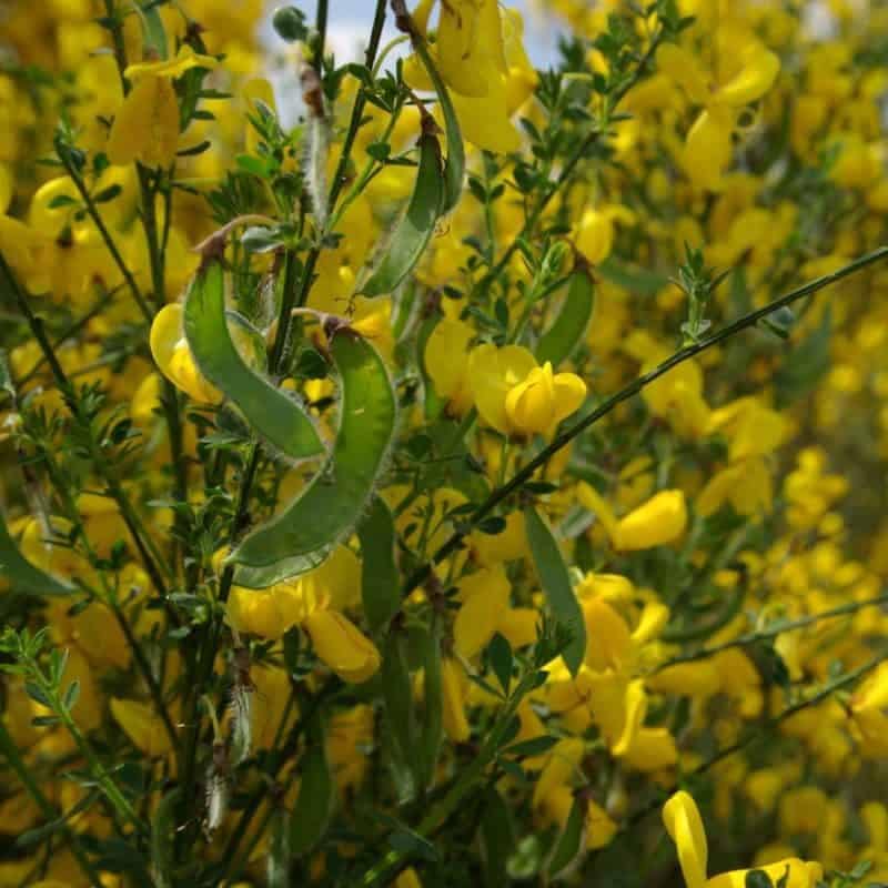 Cytisus scoparius Vilmorin SEMIS de GENET A BALAIS - boîte métal de 1kg – Image 1